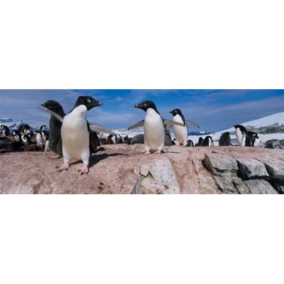 Adelie Penguins With Young Chicks, Lemaire Channel, Petermann Island, Antarctica Poster Print by Paul Souders (34 x 13)