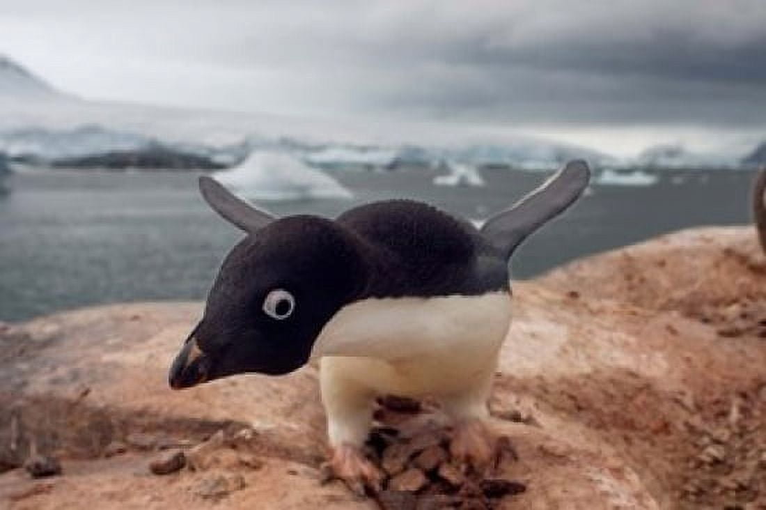 Adelie penguin Western Antarctic Peninsula Canvas Art - Steve Kazlowski DanitaDelimont (34 x 23)