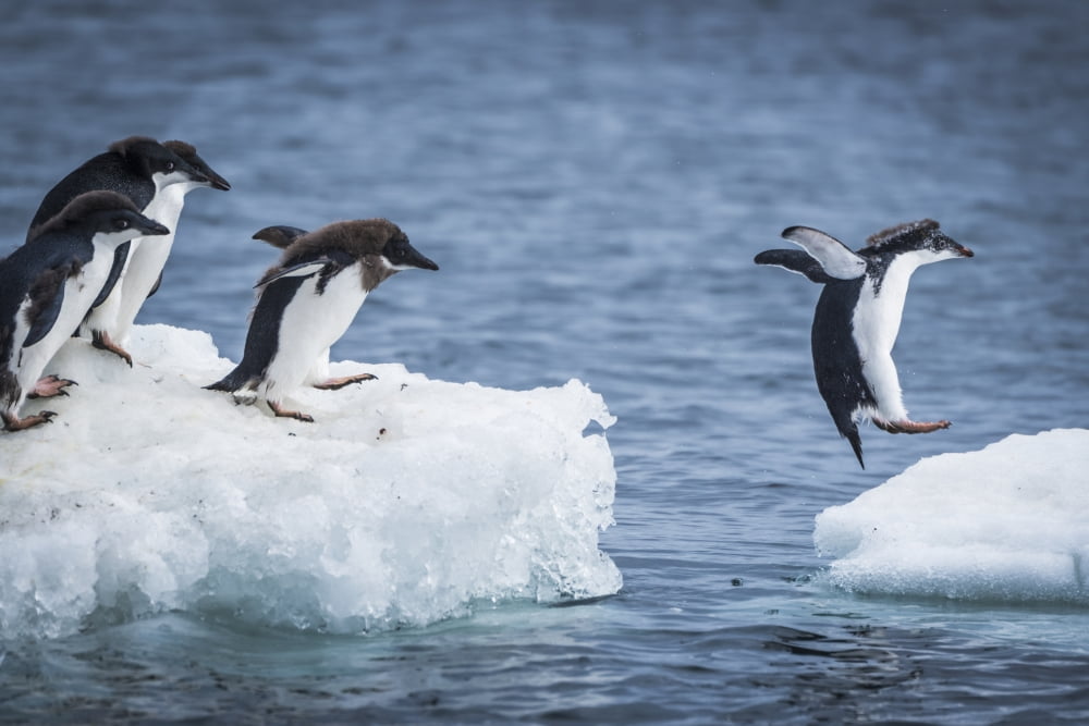 Adelie penguins (Pygoscelis adeliae) diving between two ice floes Antarctica Canvas Art - Nick Dale Design Pics (38 x 24)