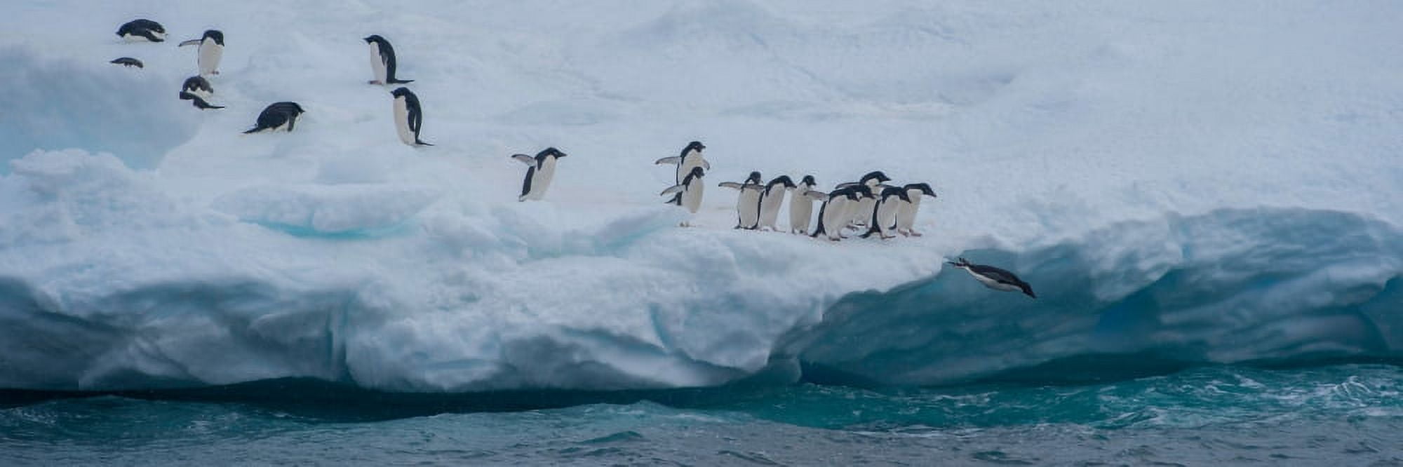 Adelie penguins (Pygoscelis adeliae) on iceberg Antarctica Canvas Art - Panoramic Images (12 x 36)