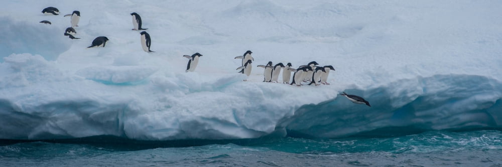 Adelie penguins (Pygoscelis adeliae) on iceberg Antarctica Canvas Art - Panoramic Images (6 x 18)