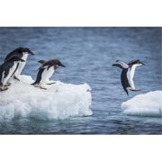Adelie penguins diving between two ice floes; Antarctica Poster Print