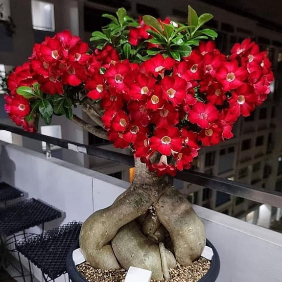 Adenium Desert Rose Plant Live, Desert Rose Live Plant, Succulent Plants from 4 to 7 Inch Long, Gardening Indoor Outdoor (Red)