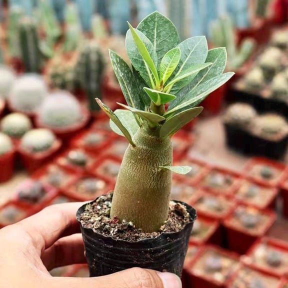 Adenium Obesum, Desert Rose, Great Starter Seedlings, Rare Succulent, pack of 3 plants/6 plants