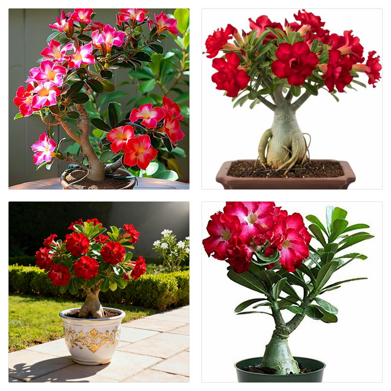 Adenium Obesum for Planting-(Non-Artificial)-Simple to Cultivate Fast ... - Simple Home Decor Inspiration For Couples