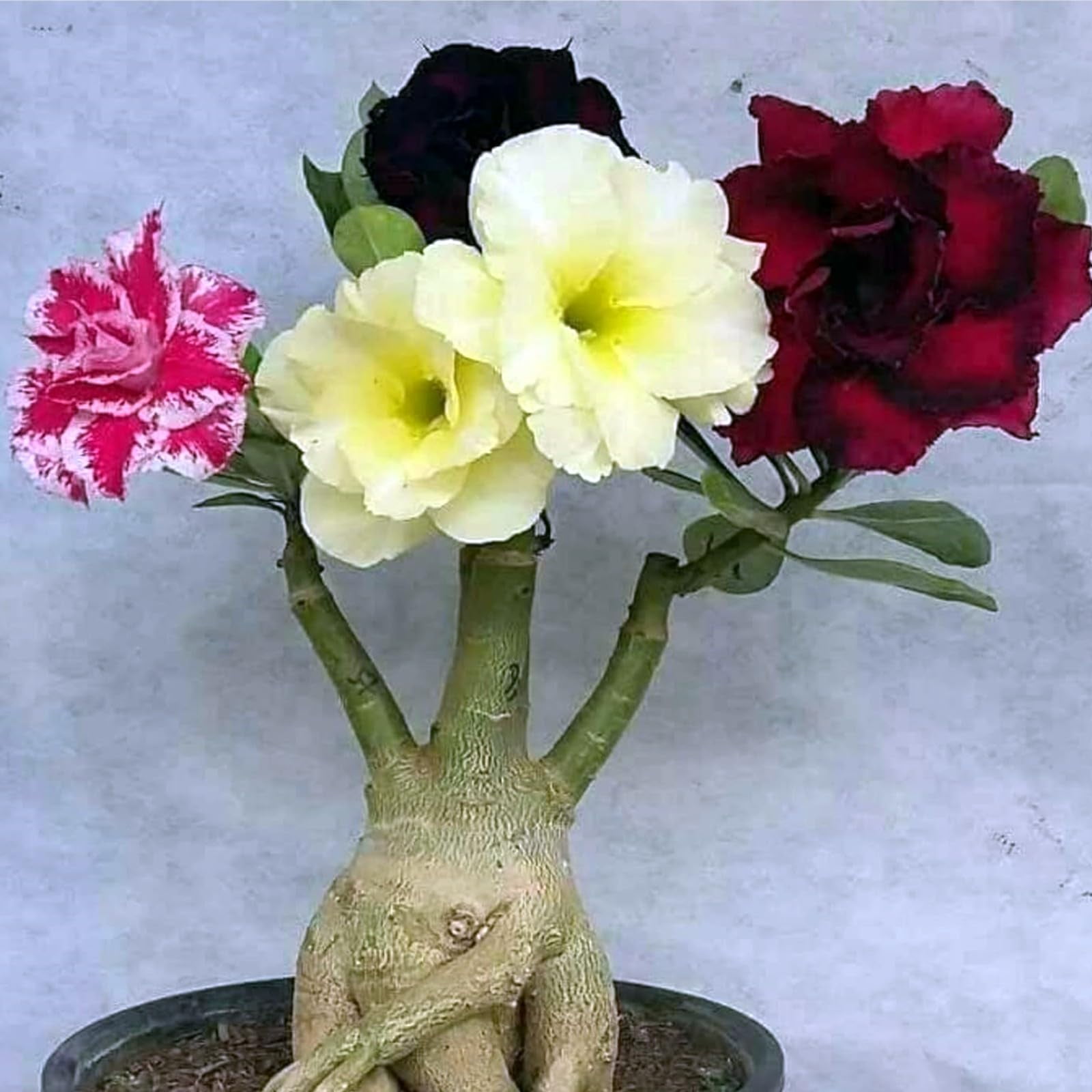 Adenium desert rose plant live Desert rose bonsai tree live indoor