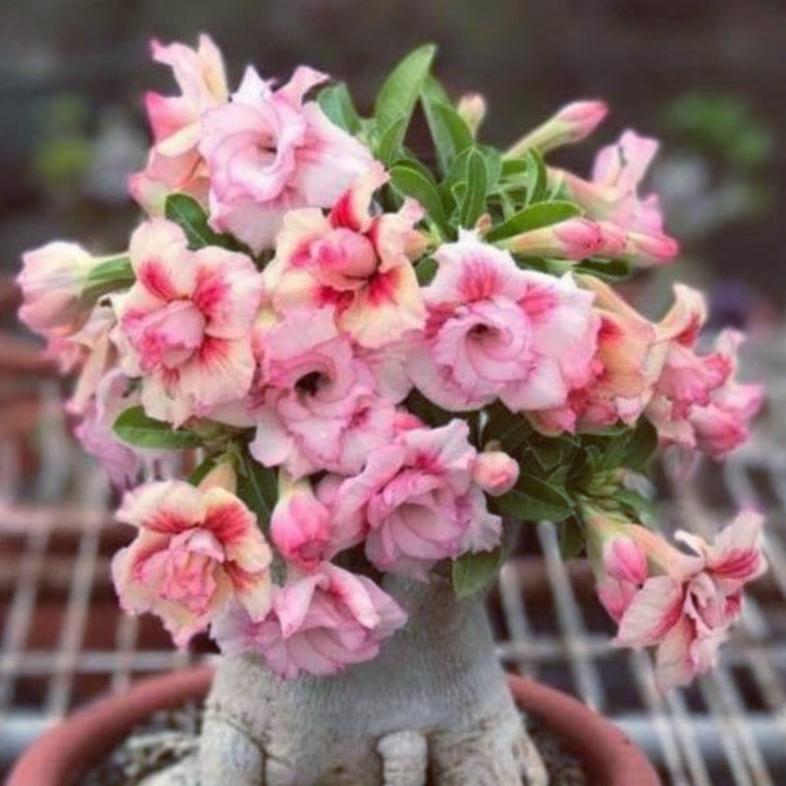 Adenium desert rose plant live Desert rose bonsai tree live indoor