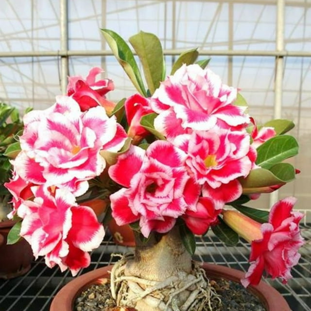 Adenium desert rose plant live Desert rose bonsai tree live indoor