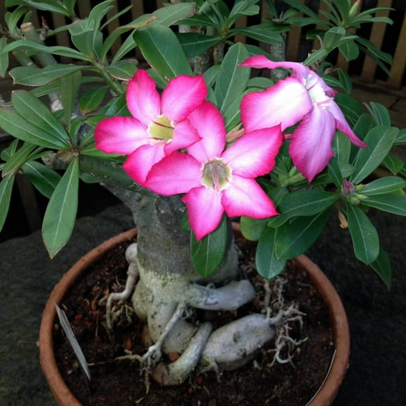 Adenium obesum Mixed Colours - Desert Rose Mixed Colours - 10 Seeds