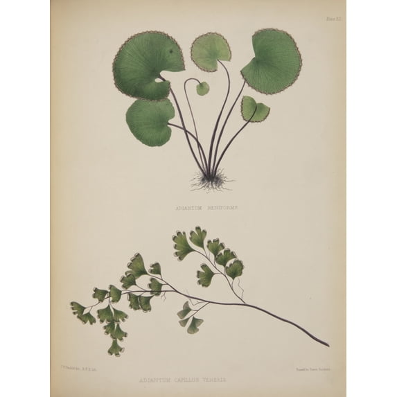 Adiantum Reniforme And A. Capillus-Veneris Poster Print By Mary Evans Natural History Museum
