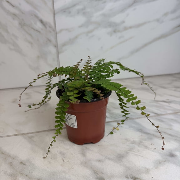 Adiantum caudatum Trailing Maidenhair Fern, 4" Plant, The Plant Farm