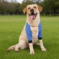 thumbnail image 1 of Adjustable Dog Elbow Protector Front Leg Support Sleeve with Soft Pads Joint Injury Protection for Small Medium Large Dogs Comfortable Recovery Brace, 1 of 4