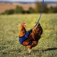 thumbnail image 1 of Adjustable Mesh Chicken Leash Pet Harness for Ducks Outdoor Walking Control Poultry Training Soft Nylon Rope with Clasp for Hens Pet Safety, 1 of 7
