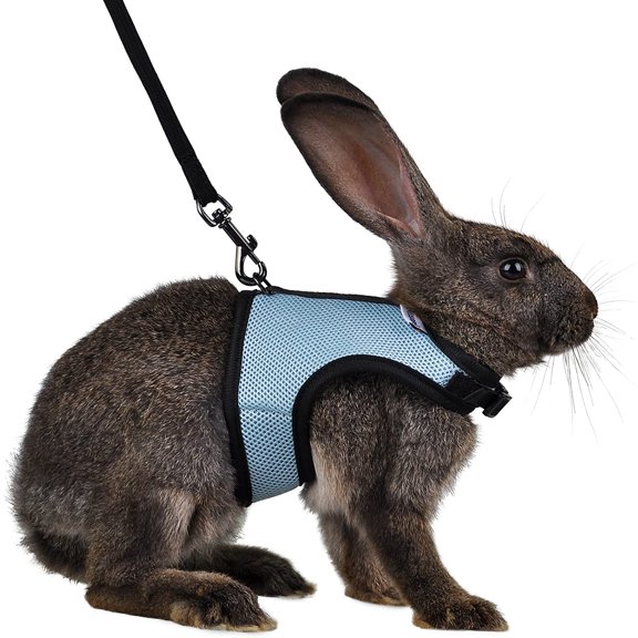 Adjustable Soft Harness with Elastic Leash for Rabbits (M, Blue)