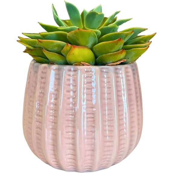Admired By Nature 4" Ceramic Flower Planter, Ceramic Pot Planter, Indoor Ceramic Bowl, For Indoor Plant Succulent Plant Home Décor, Light Pink