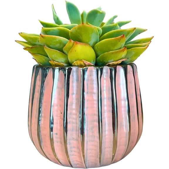 Admired By Nature 4" Ceramic Flower Planter, Ceramic Pot Planter, Indoor Ceramic Bowl, For Indoor Plant Succulent Plant Home Décor, Pink
