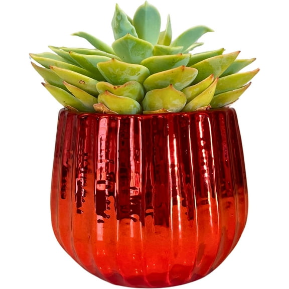 Admired By Nature 4" Ceramic Flower Planter, Ceramic Pot Planter, Indoor Ceramic Bowl, For Indoor Plant Succulent Plant Home Décor, Red