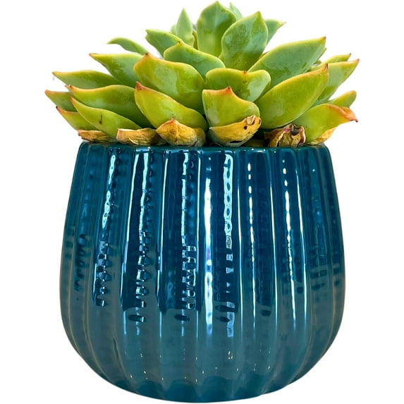 Admired By Nature 4" Ceramic Flower Planter, Ceramic Pot Planter, Indoor Ceramic Bowl, For Indoor Plant Succulent Plant Home Décor, Teal