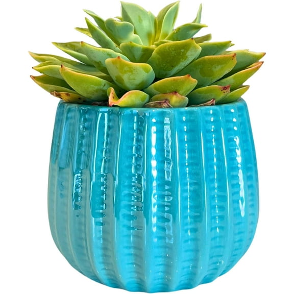 Admired By Nature 4" Ceramic Flower Planter, Ceramic Pot Planter, Indoor Ceramic Bowl, For Indoor Plant Succulent Plant Home Décor, Turquoise