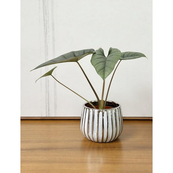 Admired by Nature 4.5" x 4" x 4" Round Chrome White Ceramic Flower Planter with lightweight Feature