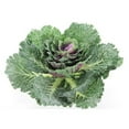 thumbnail image 1 of Admired By Nature Artificial Cabbage Home Kitchen Decoration, 1 of 1