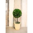 thumbnail image 1 of Admired By Nature Faux Preserved Artificial Boxwood Ball Topiary Plant Tabletop In Pot, 13"H, 1 of 3