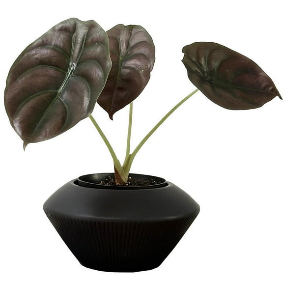 Admired by Nature 7.5" Ceramic Flower Planter, Ceramic Pot Planter, Plant Pots Indoor Ceramic, Ceramic Pot, Planter For Indoor Succulent Home Dcor, Black