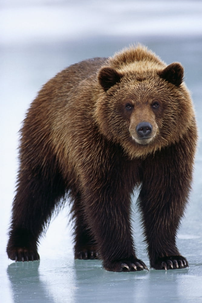 Adolescent Brown Bear Standing On Frozen Pond Winter Sc Alaska Wildlife Conservation Center Captive Canvas Art - Doug Lindstrand Design Pics (11 x 17)
