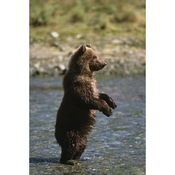 Adolescent Brown Bear Standing In River Sw Ak Summer Geographic Harbor by Tom Soucek / Design Pics