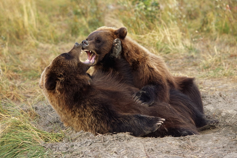 Adolescent Brown Bears Wrestling Together Captive Alaska Wildlife Conservation Center Autumn Canvas Art - Doug Lindstrand Design Pics (17 x 11)