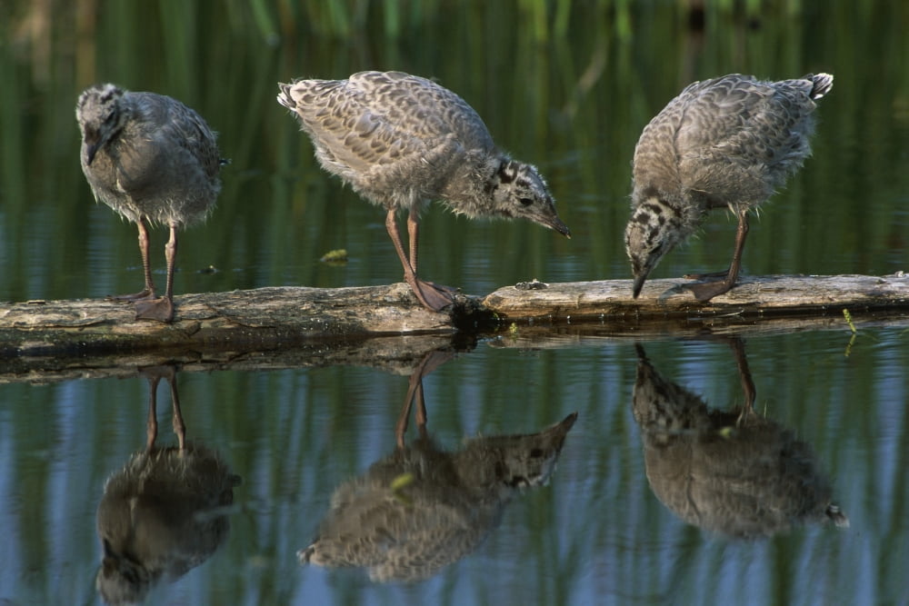 Adolescent Gull Chicks On Log Potter Marsh Sc Ak Summer Wildlife Refuge Canvas Art - Doug Lindstrand Design Pics (19 x 12)