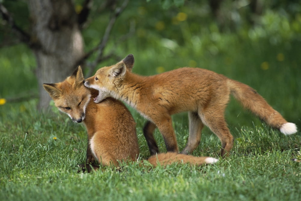 Adolescent Red Fox Play Together Elmendorf Ak Sc Summer Golf Course Canvas Art - Doug Lindstrand Design Pics (38 x 24)