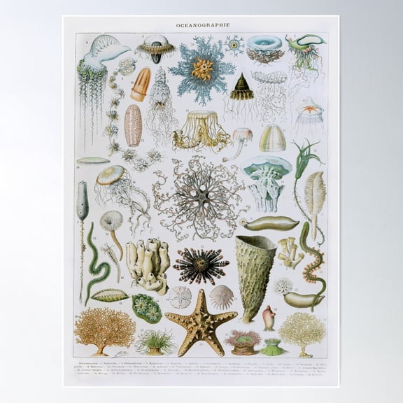 Adolphe Millot, 1857-1921France | Ecology Vintage Illustration By Adolphe Millot Poster Wall Art, Modern Wall Decor For Living Room Bedroom, 8x12 UNFRAMED