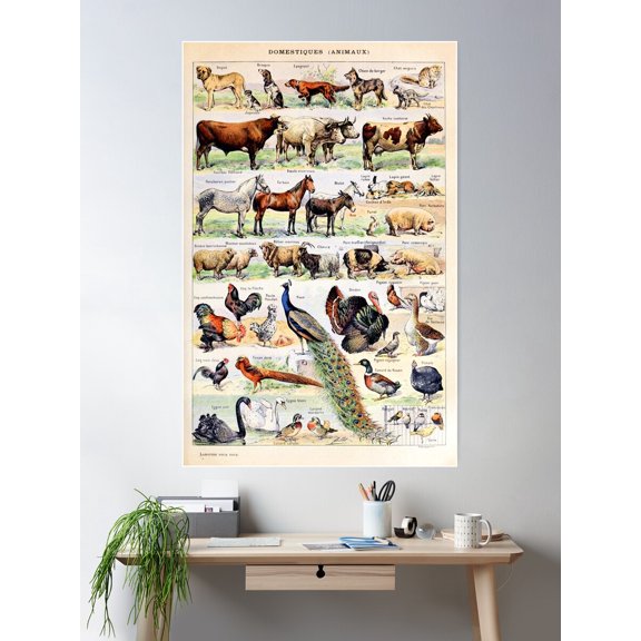 Adolphe Millot - Animaux Pour Tous - French Vintage Poster Poster Wall Art, Modern Wall Decor For Living Room Bedroom, 16x24 UNFRAMED