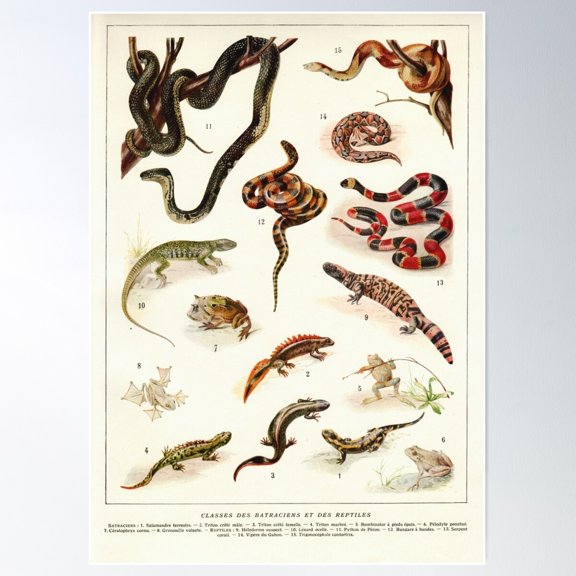 Adolphe Millot - Batraciens Et Reptiles - French Vintage Zoology Poster Poster Wall Art, Modern Wall Decor For Living Room Bedroom, 16x24 UNFRAMED