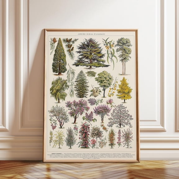 Adolphe Millot Botanical Trees Antique French Tree Chart Wall Art Print, Unframed Paper Poster 8x10in