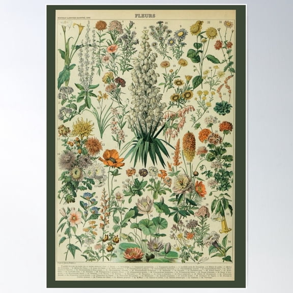 Adolphe Millot Fleurs 2 - Vintage Floral Identity Illustration Poster Wall Art, Modern Wall Decor For Living Room Bedroom, 16x24 UNFRAMED