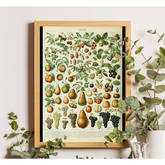 Adolphe Millot Fruits Chart, Vintage Botanical Art Poster, Stretched Canvas Size 8x12