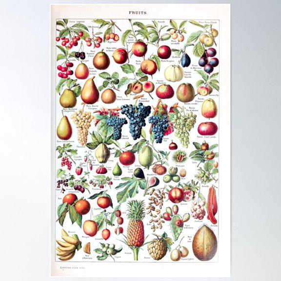 Adolphe Millot - Fruits Pour Tous - French Vintage Poster Poster Wall Art, Modern Wall Decor For Living Room Bedroom, 8x12 UNFRAMED
