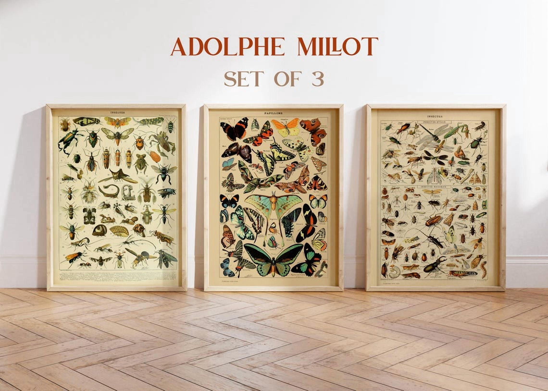 Adolphe Millot Insect Wall Art Print Set, Vintage Butterfly Decor ...