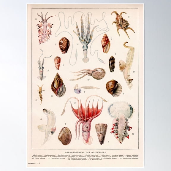 Adolphe Millot - Mollusques 01 - French Vintage Zoology Illustration Poster Wall Art, Modern Wall Decor For Living Room Bedroom, 24x36 UNFRAMED