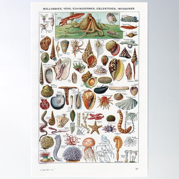 Adolphe Millot - Mollusques - Vintage French Zoology Illustration Poster Wall Art, Modern Wall Decor For Living Room Bedroom, 8x12 UNFRAMED