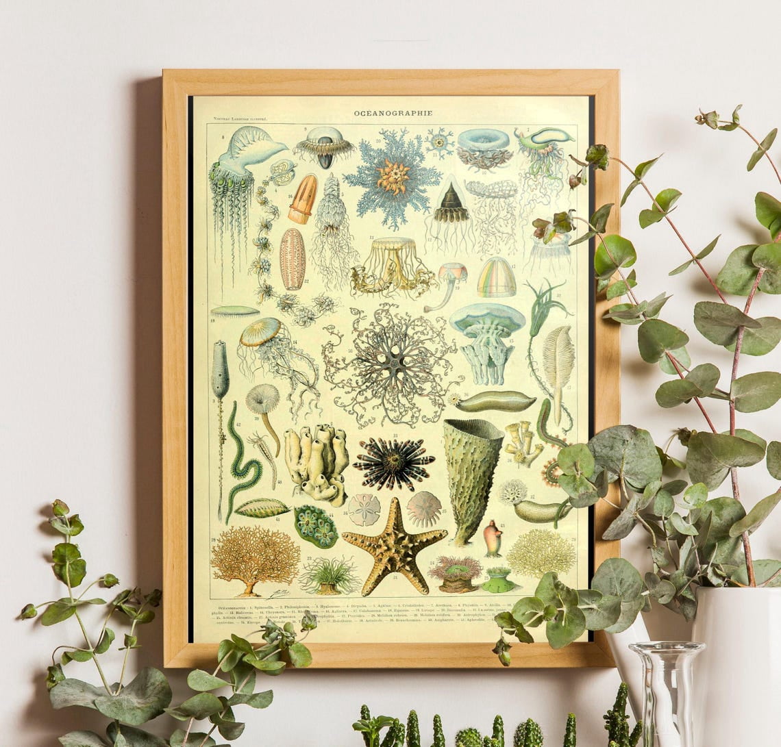 Adolphe Millot Ocean Science Wall Art Print With Mollusks Sea Life ...
