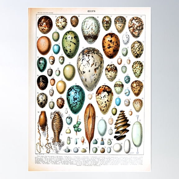 Adolphe Millot - Oeufs - French Vintage Poster Poster Wall Art, Modern Wall Decor For Living Room Bedroom, 8x12 UNFRAMED