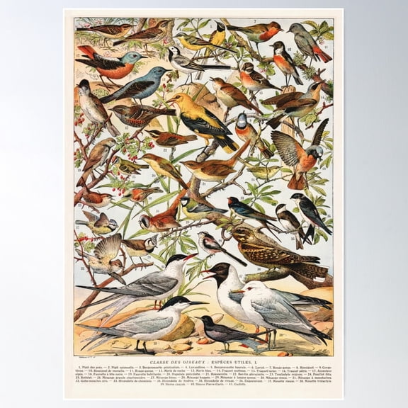Adolphe Millot - Oiseaux Espèces Utiles 01 - French Vintage Ornithology Poster Poster Wall Art, Modern Wall Decor For Living Room Bedroom, 24x36 UNFRAMED