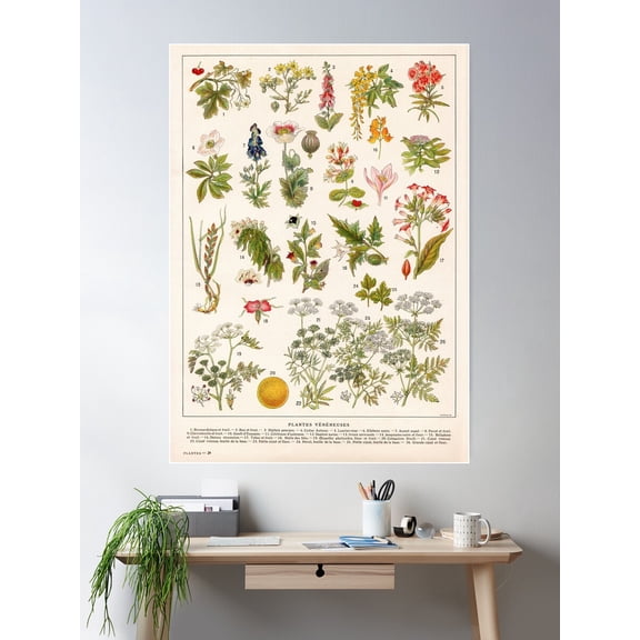 Adolphe Millot - Plantes Vã©Nã©Neuses - French Vintage Botanical Illustration Poster Wall Art, Modern Wall Decor For Living Room Bedroom, 24x36 UNFRAMED