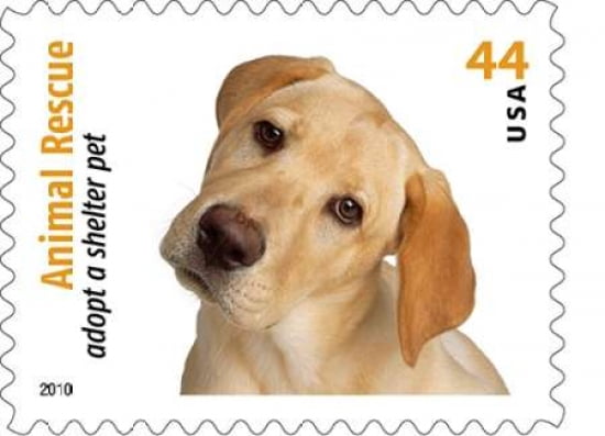 Adopt A Shelter Pet #10 Canvas Art - US POSTAL SERVICE (18 x 24)