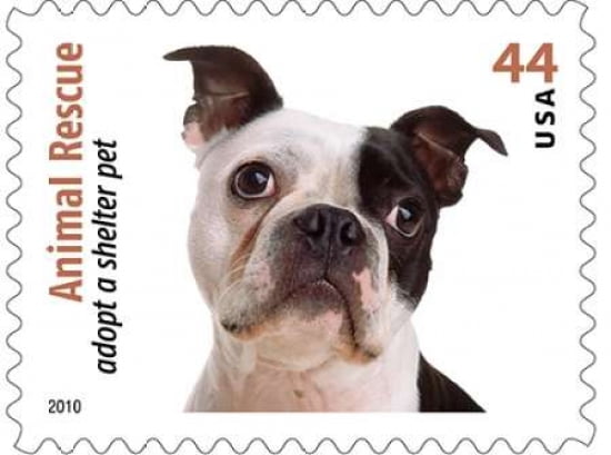 Adopt A Shelter Pet #7 Canvas Art - US POSTAL SERVICE (18 x 24)