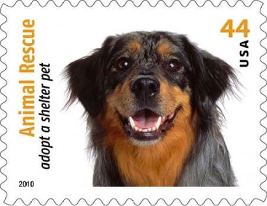 Adopt A Shelter Pet #8 Canvas Art - US POSTAL SERVICE (22 x 28)
