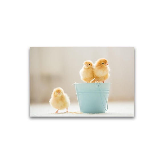 Adorable Baby Chicks Poster -Image by Shutterstock